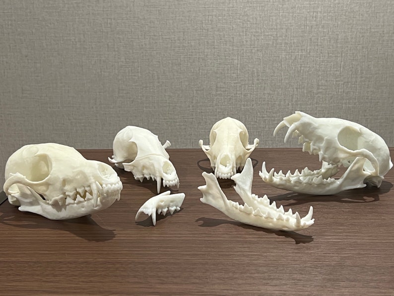 May include: Five white animal skulls, likely from foxes, arranged on a wooden surface. The skulls are in various positions, some with their jaws open, revealing teeth.