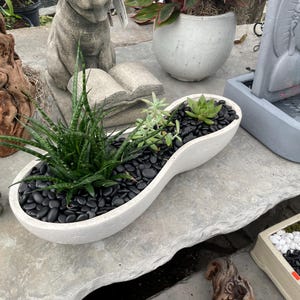 Colosseum pot succulent arrangement