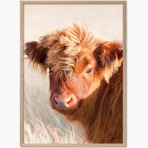 Fine Art Fotografie Hochlandrinder Baby Wandkunst Kinderzimmer Dekor Rinder gerahmter Druck Rustikaler Druck Rinder Scottish Highlands Poster Art Print