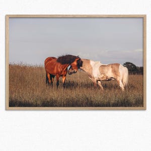 Impresión rústica de caballos: fotografía de caballos salvajes, decoración rural, regalo ecuestre, póster de animales de granja, caballos salvajes en el campo
