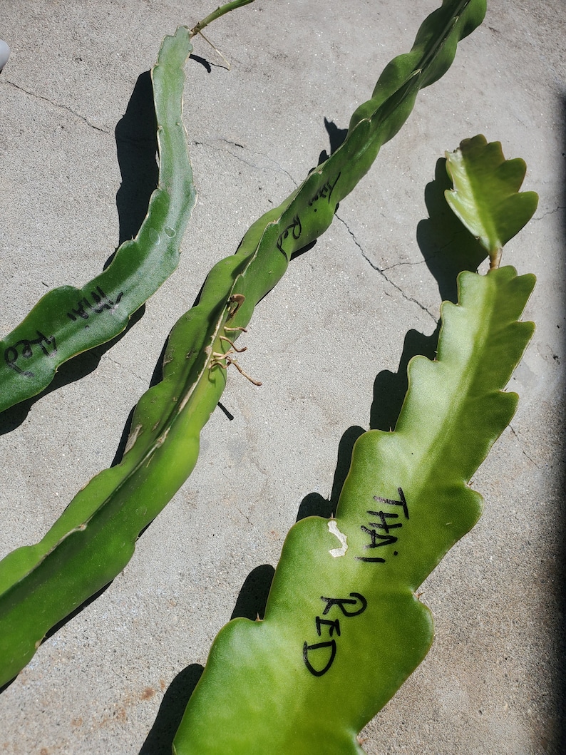 Thailand Red Dragon Fruit Cuttings Etsy