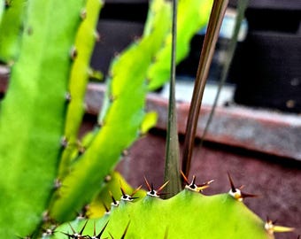 Orejona red Dragon Fruit Cuttings