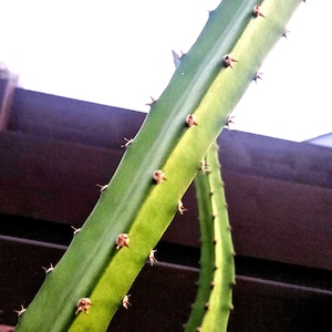 Yellow palora Dragon Fruit Cuttings