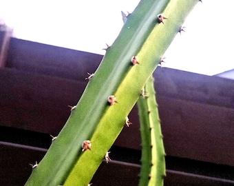 Yellow palora Dragon Fruit Cuttings