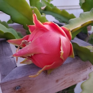 Thailand Red Dragon Fruit Cuttings