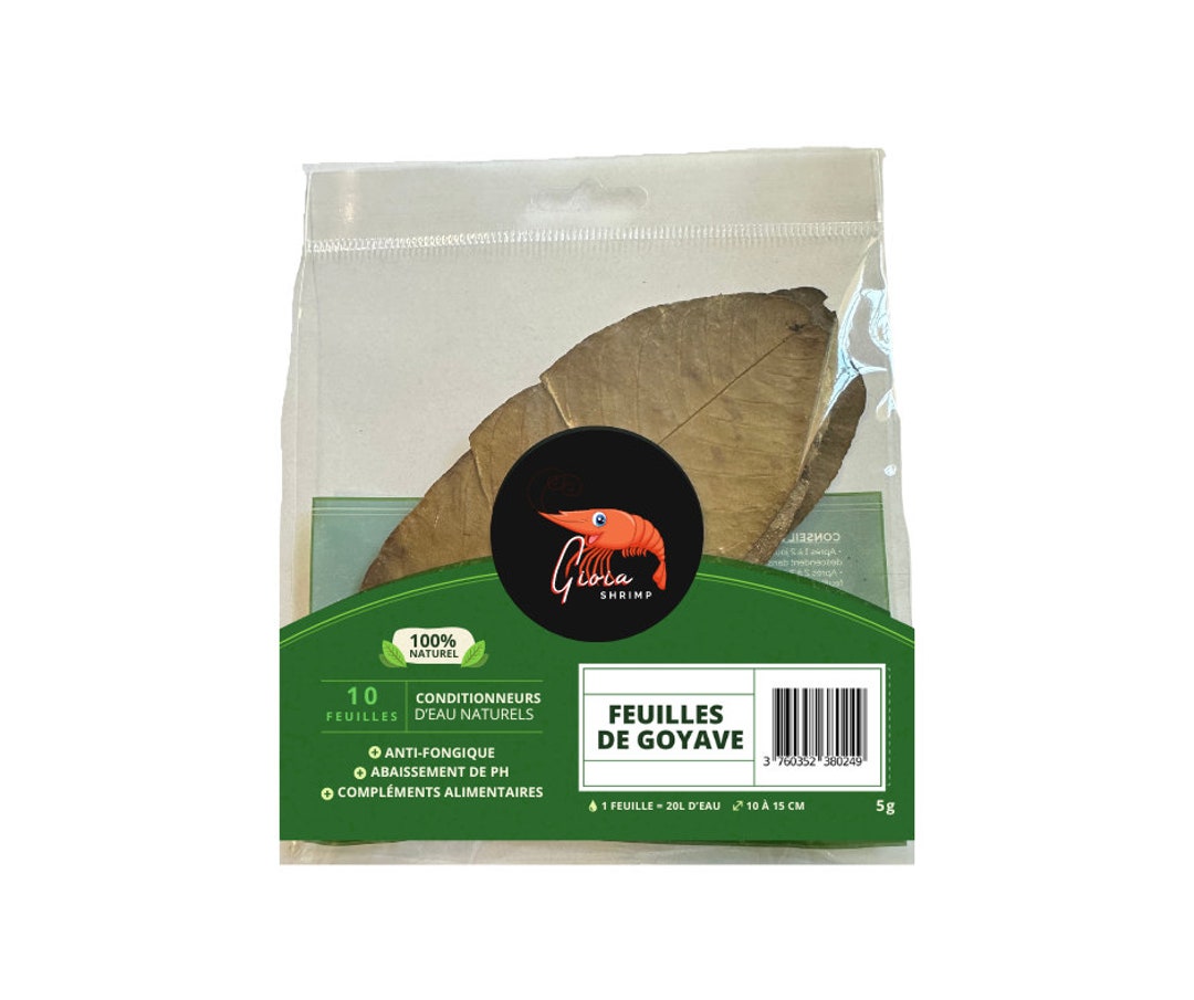 10 Guava Leaves for Aquarium Shrimp Etsy