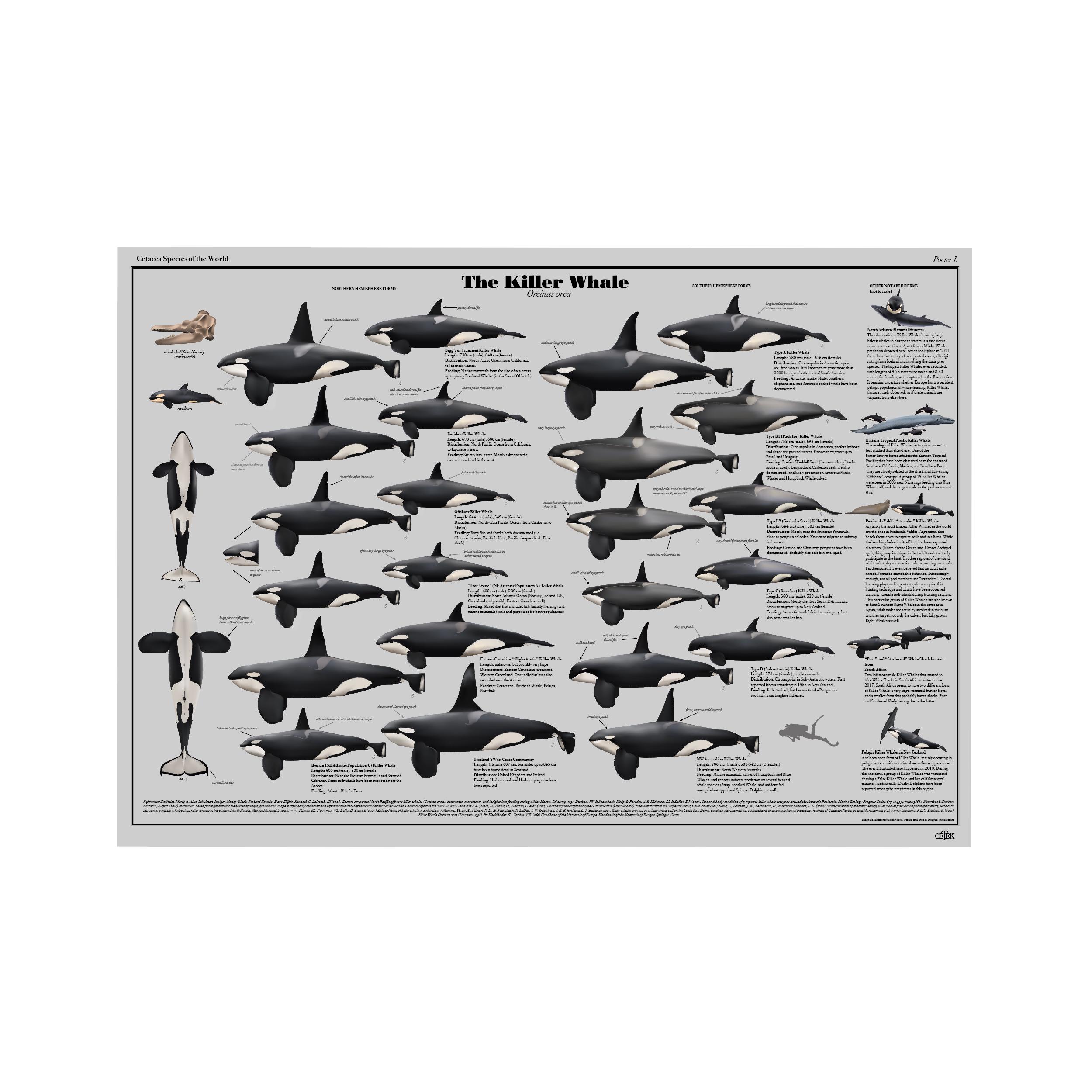 orca　生写真32種コンプ Killer Whale (orcinus Orca) Ecotypes of the World Digital Download