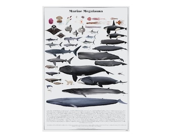 Marine Megafauna Poster zum digitalen Download