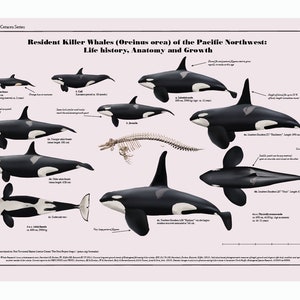 Resident Killer Whales Orcinus orca of the Pacific Northwest: Life history, Anatomy and Growth image 2