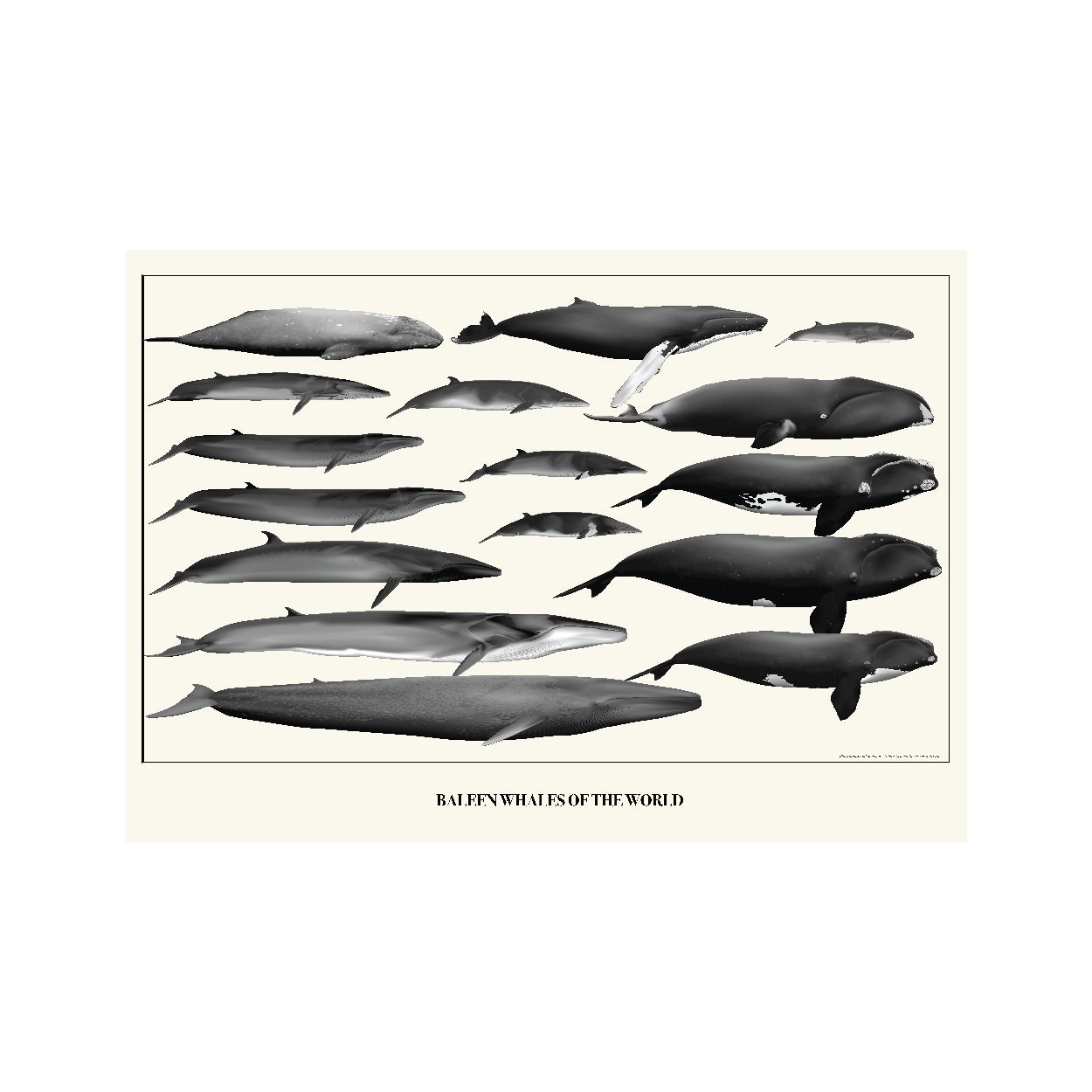Toothed Whales Vs Baleen Whales Clipart