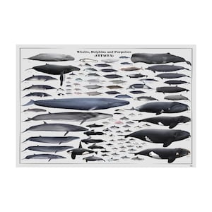 Baleines, dauphins et marsouins (cétacés)