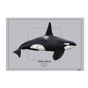 Alter Thom Western Nordatlantik Orca Kunstdruck