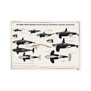 De orka (Orcinus-orka) in Noorwegen: levensgeschiedenis, anatomie en groei kunstposter