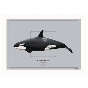Tahlequah (J35) Southern Resident orca art print
