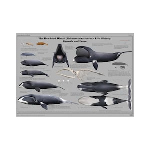May include: A poster titled "The Bowhead Whale (Balaena mysticetus): Life History, Growth and Form." The poster features illustrations of bowhead whales, including a whale skeleton and various whale poses. The background is a light gray color.