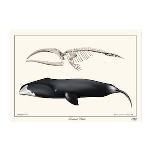 May include: Anatomy illustration of a Bowhead Whale. The image shows the whale's skeleton above the whale's body. The whale is black with white markings on its head. The text at the bottom reads "Bowhead Whale".