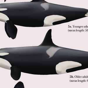 Resident Killer Whales Orcinus orca of the Pacific Northwest: Life history, Anatomy and Growth image 3