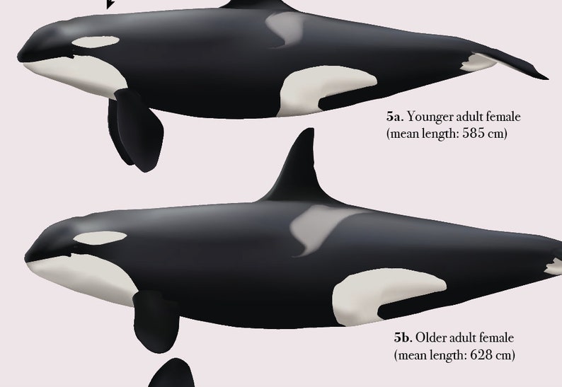 Resident Killer Whales Orcinus orca of the Pacific Northwest: Life history, Anatomy and Growth image 3