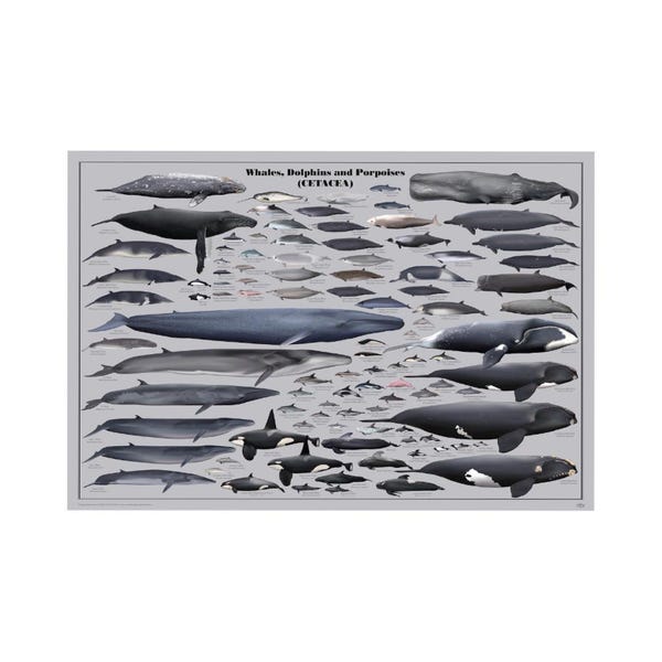 Whales, dolphins and porpoises digital download poster