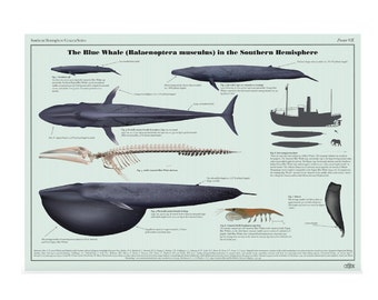 La ballena azul en el hemisferio sur