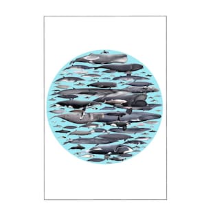 Todas las ballenas del mundo (Cetáceos): segunda versión sin nombres