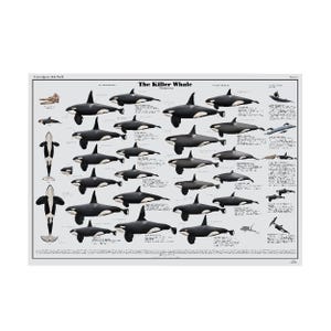 Póster con impresión artística de ecotipos de orcas