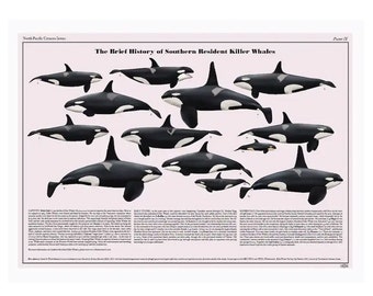 The Brief History of Southern Resident Killer Whales art print