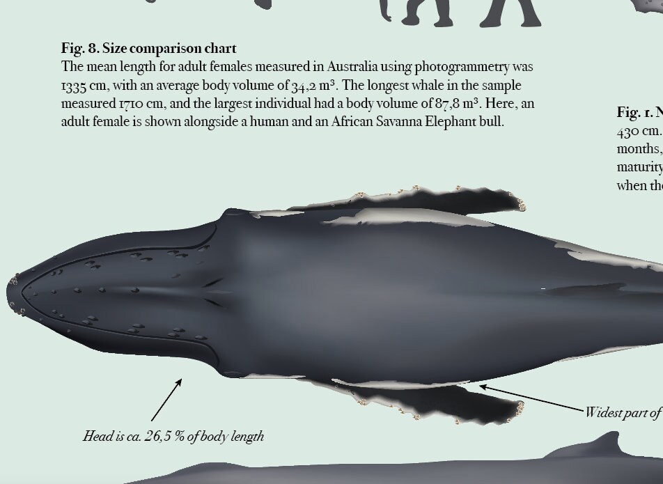 The Humpback Whale in Australia: Colour Variations and Morphology - Etsy