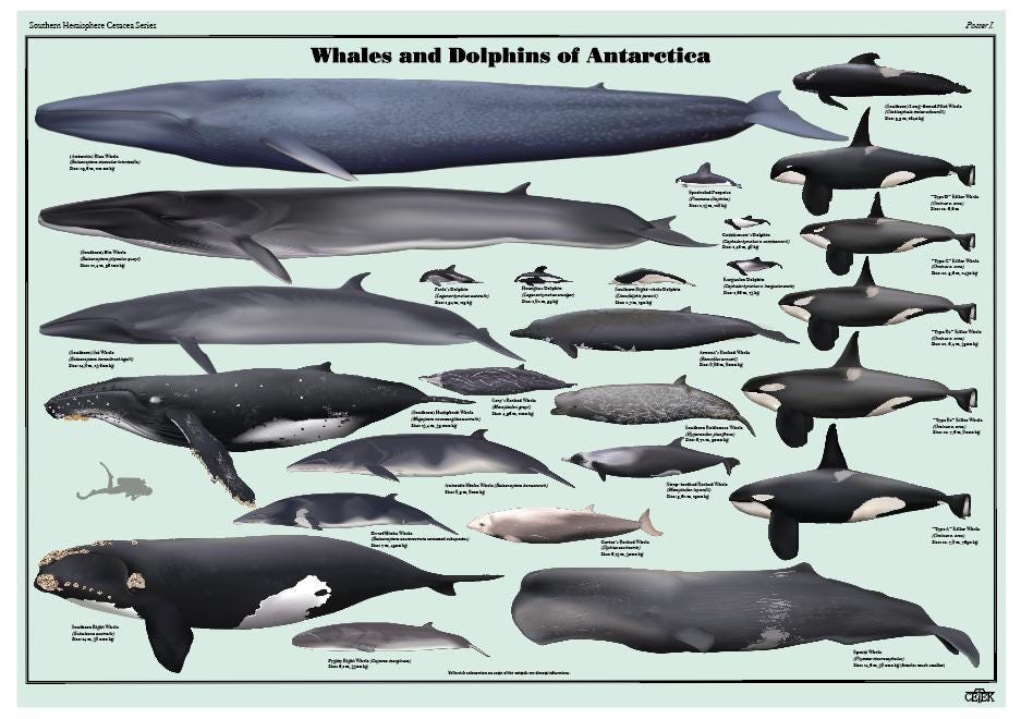 鯨歯【イルカ3～4m】2.5～約4㎝　総重量約35g艶あり良品。8本セツトまとめ クジラとイルカ – ネイチャーテクニカラー公式