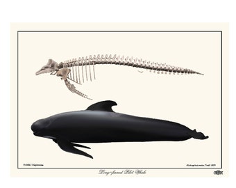 Long–finned Pilot Whale skeleton and adult art print