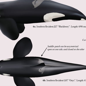 Resident Killer Whales Orcinus orca of the Pacific Northwest: Life history, Anatomy and Growth image 5
