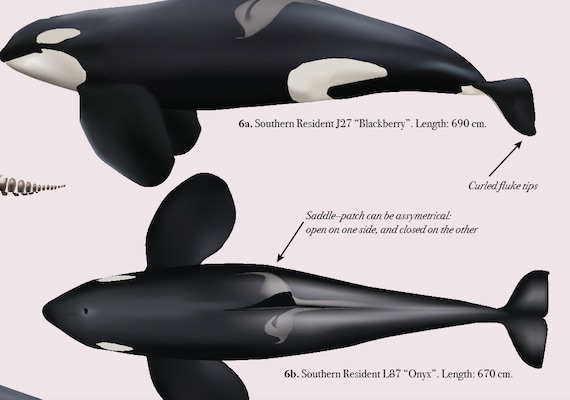 Orca AkuAページ Ace Hardware stores start labeling 'orca-friendly' products on