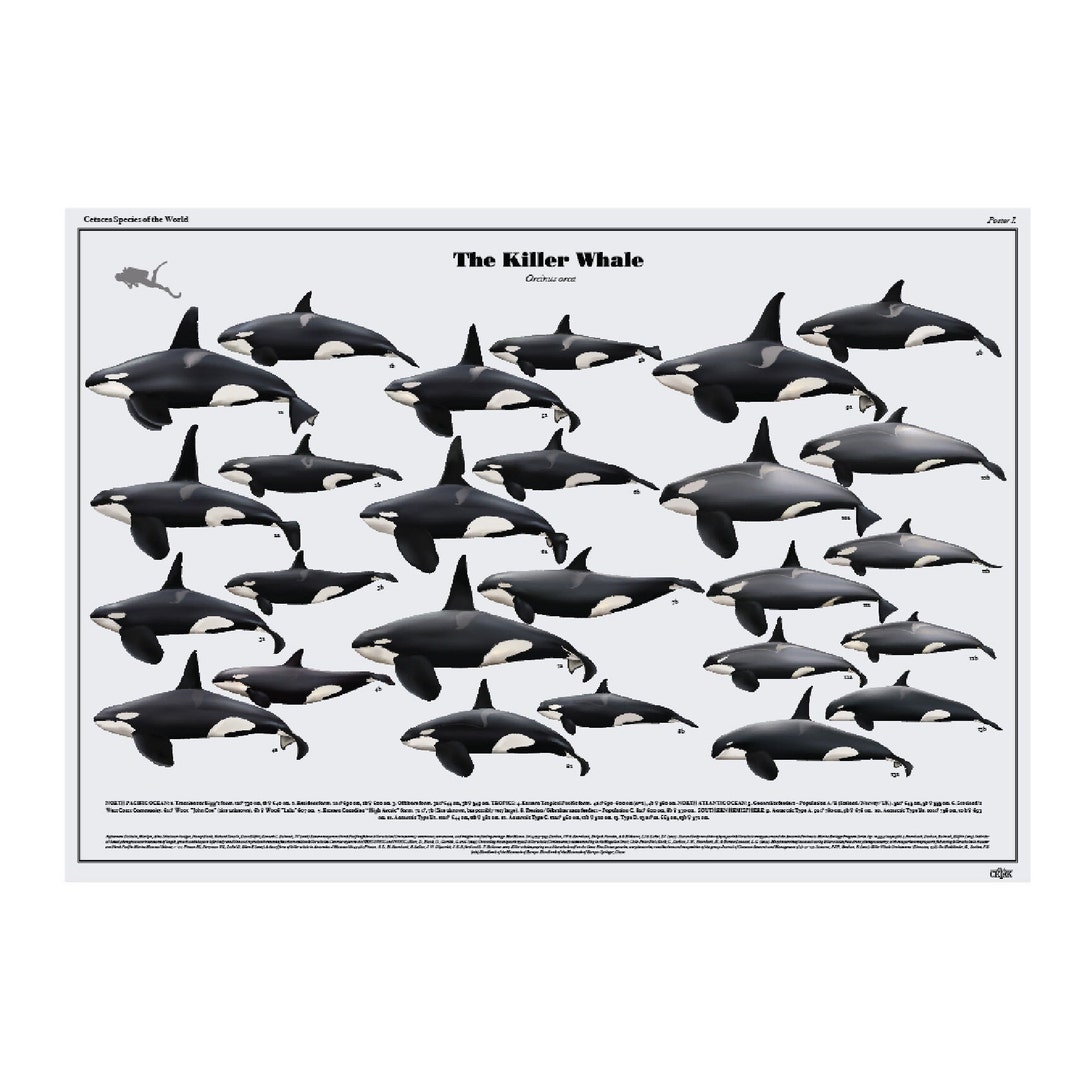 The Killer Whale Art Print Poster - Etsy