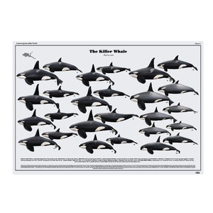 The Killer Whale art print poster