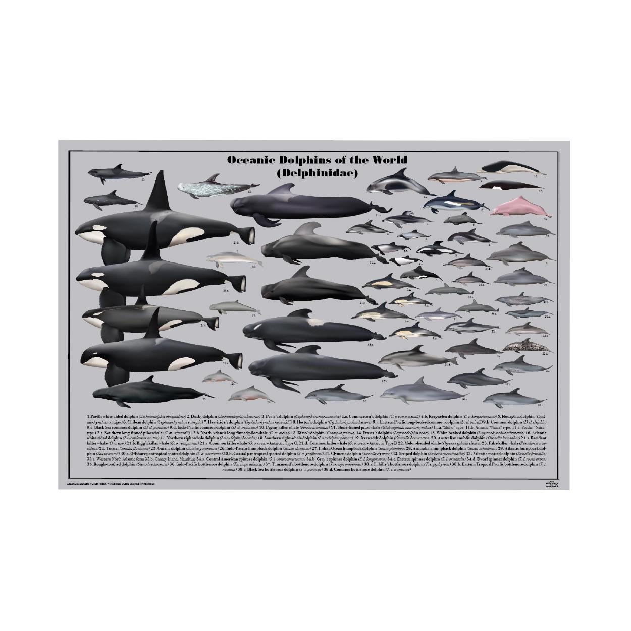 Oceanic Dolphins of the World Poster - Etsy