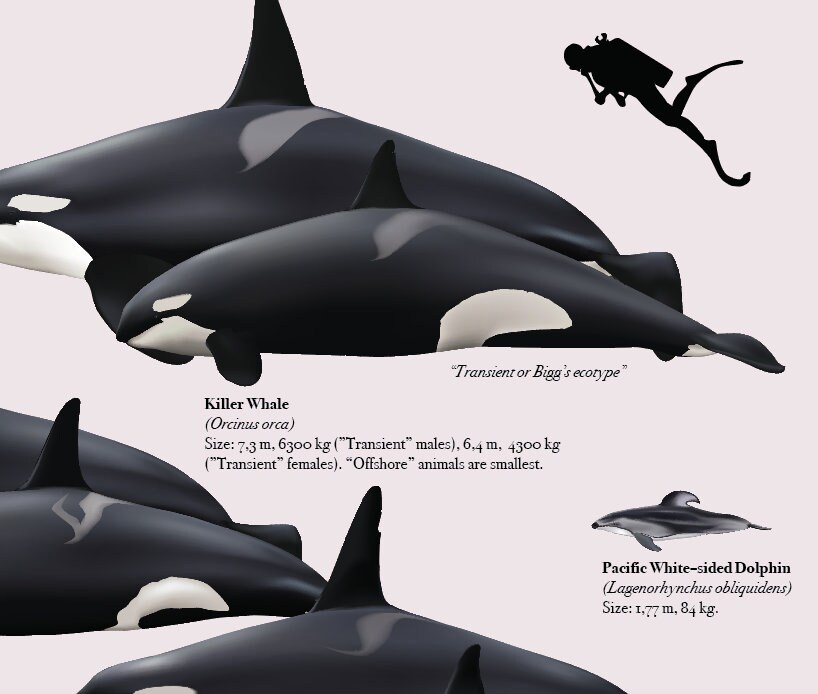 Whales and Dolphins of Alaska - Etsy
