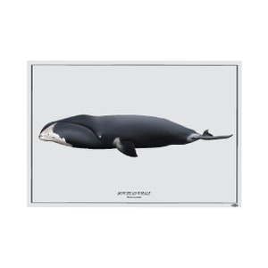 May include: A black and white illustration of a bowhead whale, a large baleen whale, swimming in the ocean. The whale is facing left and has a distinctive white patch on its head. The text "BOWHEAD WHALE" and "Balaena mysticetus" is below the whale.
