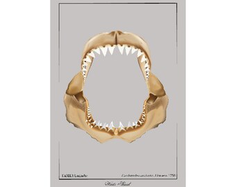 White Shark Jaws art print