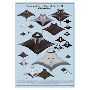 Può includere: Una guida illustrata alle mante e alle razze diavolo del mondo (Mobulidae). Il poster presenta 16 specie diverse di razze, con i loro nomi scientifici e comuni elencati sotto ogni illustrazione. Le illustrazioni sono dettagliate e accurate, mostrando le caratteristiche uniche di ogni specie. Il poster è stampato su carta di alta qualità ed è perfetto per qualsiasi appassionato di mare.