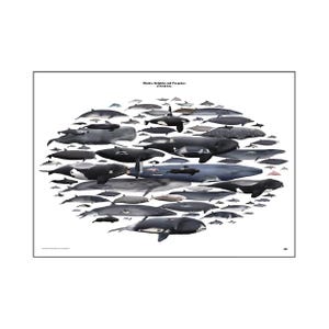 Baleines, dauphins et marsouins (cétacés) - deuxième version sans nom