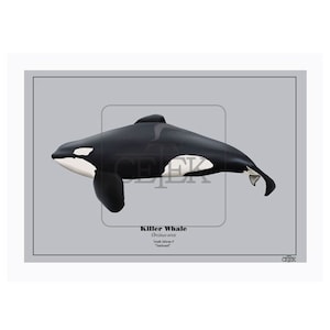 Starboard South African killer whale poster