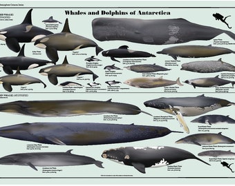 Whales and Dolphins of Antarctica -  Canada