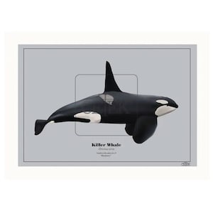 Blackberry (J27) Southern Resident orca art print