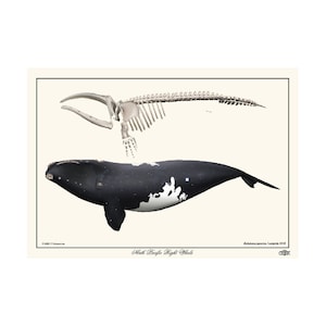 North Pacific Right Whale skeleton and adult art print