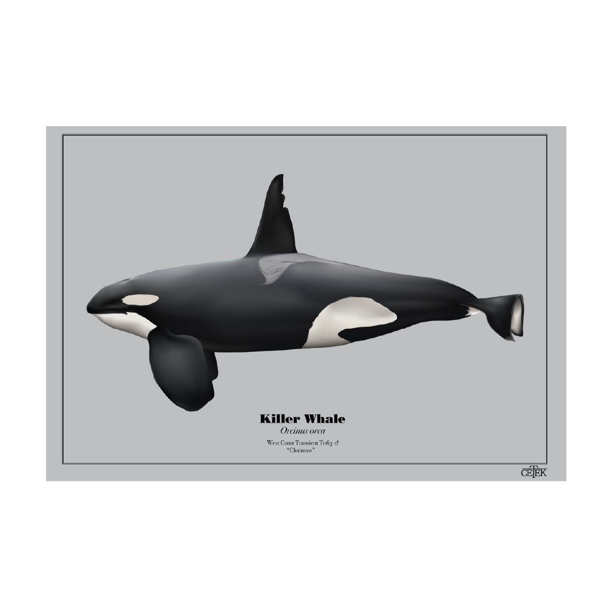 Chainsaw Bigg's (transient) Orca Art Print - Etsy