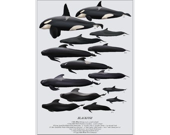 Blackfish art print poster