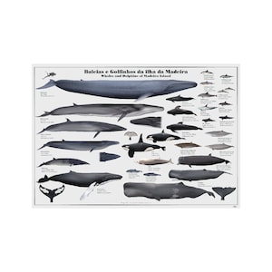 Baleias e Golfinhos da ilha da Madeira (マデイラ島のクジラとイルカ) バイリンガル アート プリント ポスター