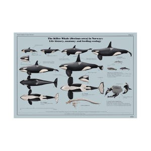 The Killer Whale (Orcinus orca) in Norway: Life History, Anatomy and Growth art print poster