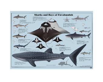 Sharks and Rays of Fuvahmulah digital download poster