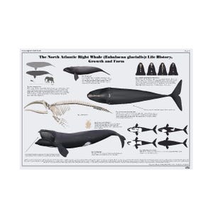 Der Nordkaper (Eubalaena glacialis): Lebensverlauf, Form und Wachstum Kunstdruck Poster